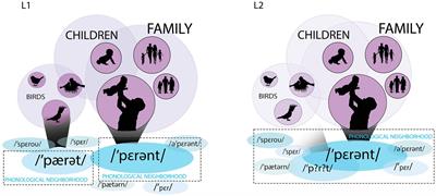 Fuzzy Lexical Representations in Adult Second Language Speakers